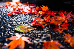 red leaves