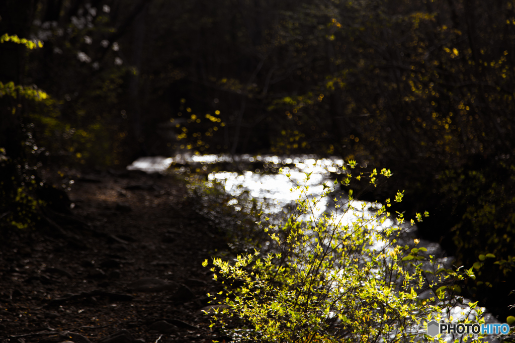 Forest deep in the morning