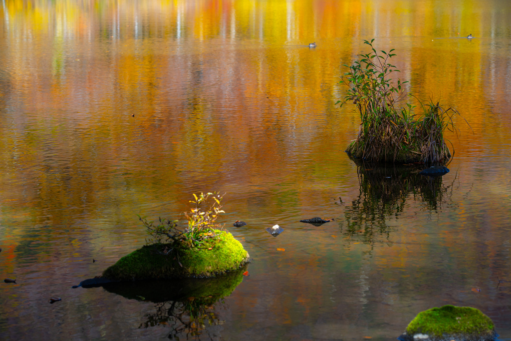 Autumn color
