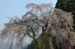 Oshirasama（おしら様の枝垂桜）３