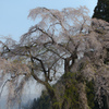 Oshirasama（おしら様の枝垂桜）３