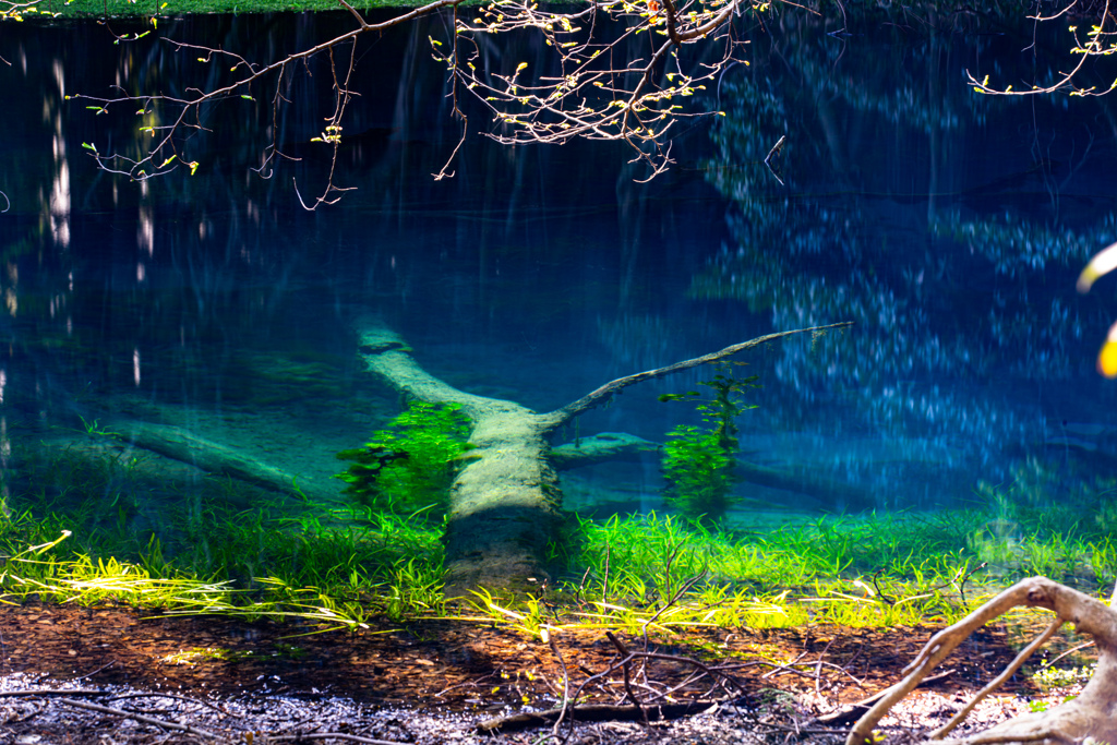 Underwater tree