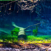 Underwater tree