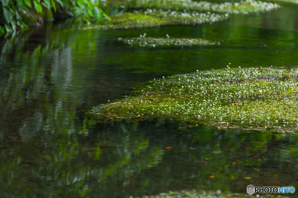 Ranunculus aquatilis