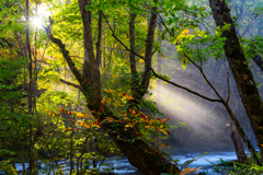 Autumn morning light