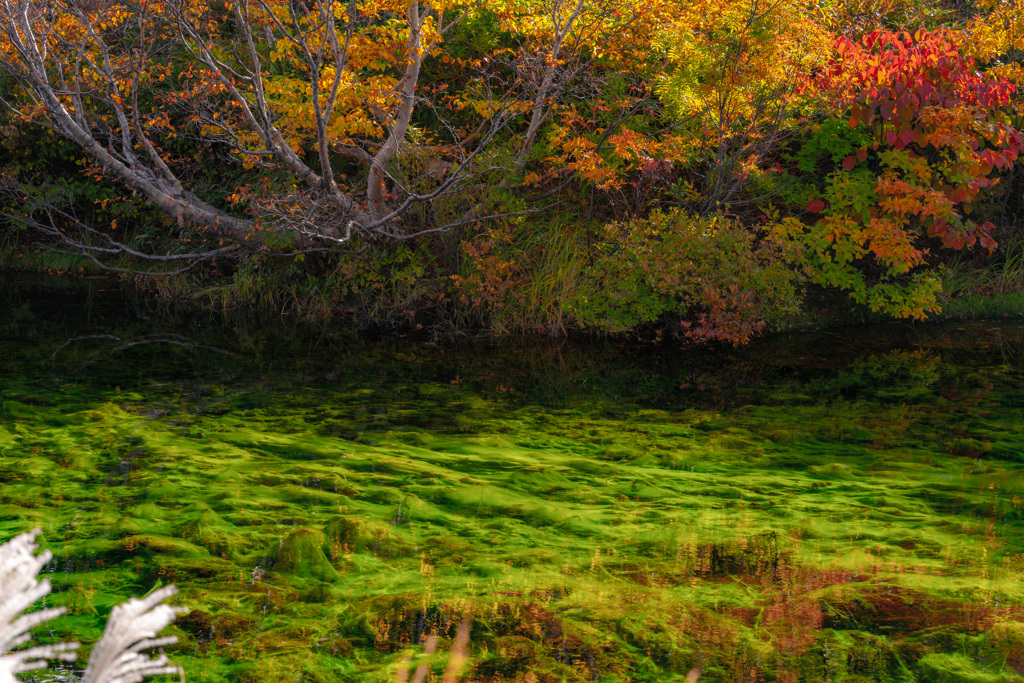 Peatland