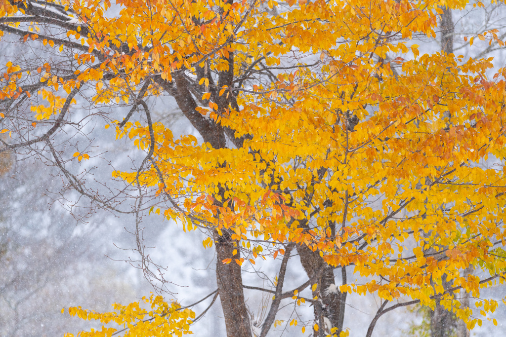 Snow yellow leaves