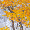 Snow yellow leaves