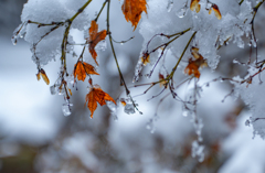 Snow withering