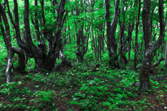 Beech forest
