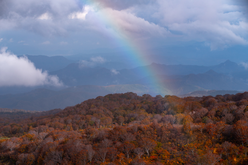 Forest and rainbow