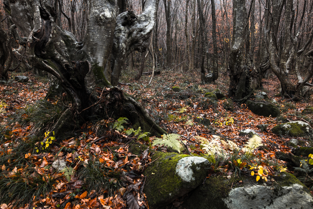 Rain forest