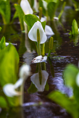 Water Basho