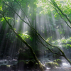 Shower of light