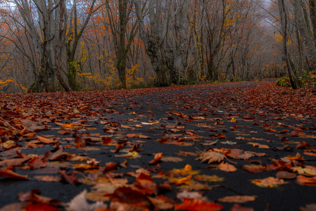 Autumn road