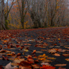 Autumn road