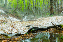 Snow thaw