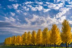 Ginkgo Tree Line