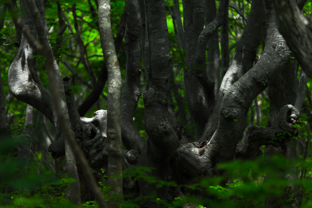 Deep forest