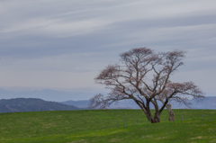 Old cherry tree