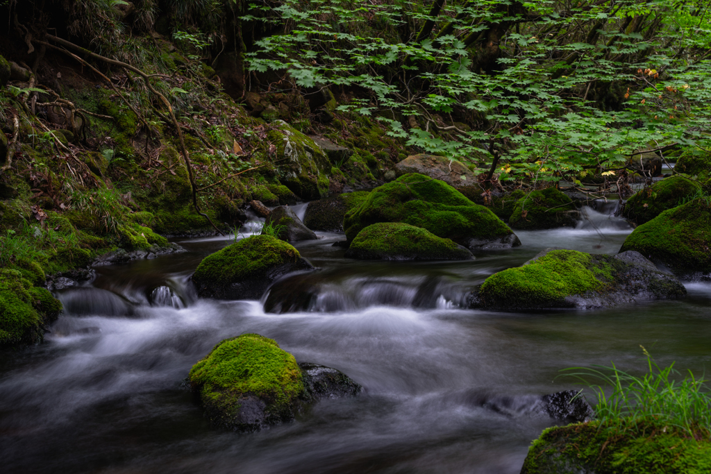 green moss