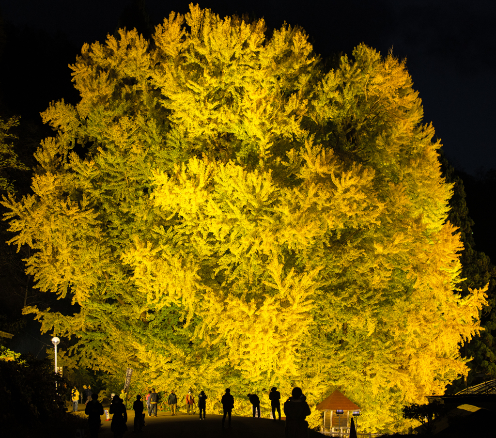 Big yellow