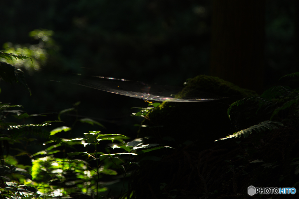 Light of the forest