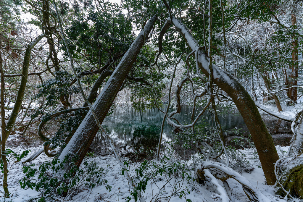 Winter pond