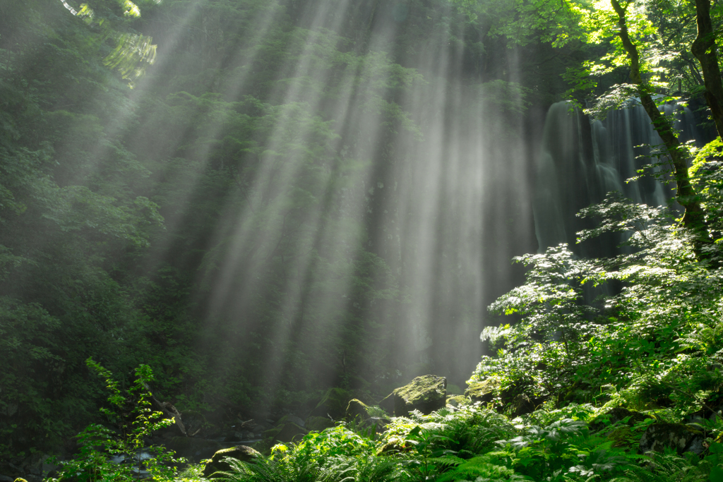 Light shower