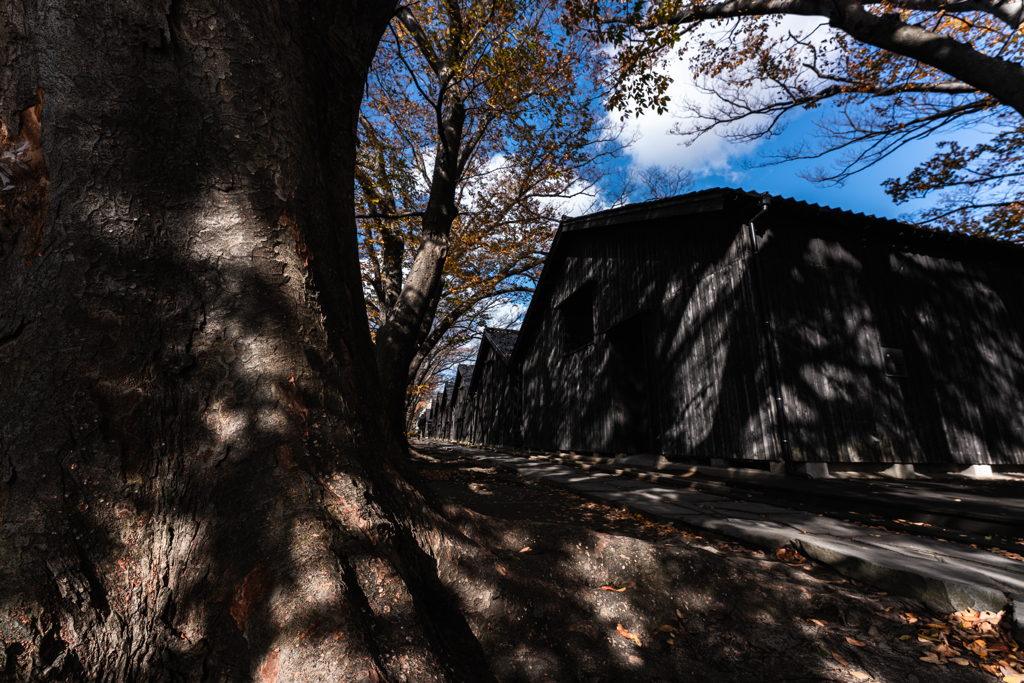 Autumn light