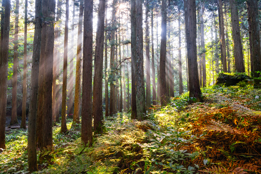 Forest Light