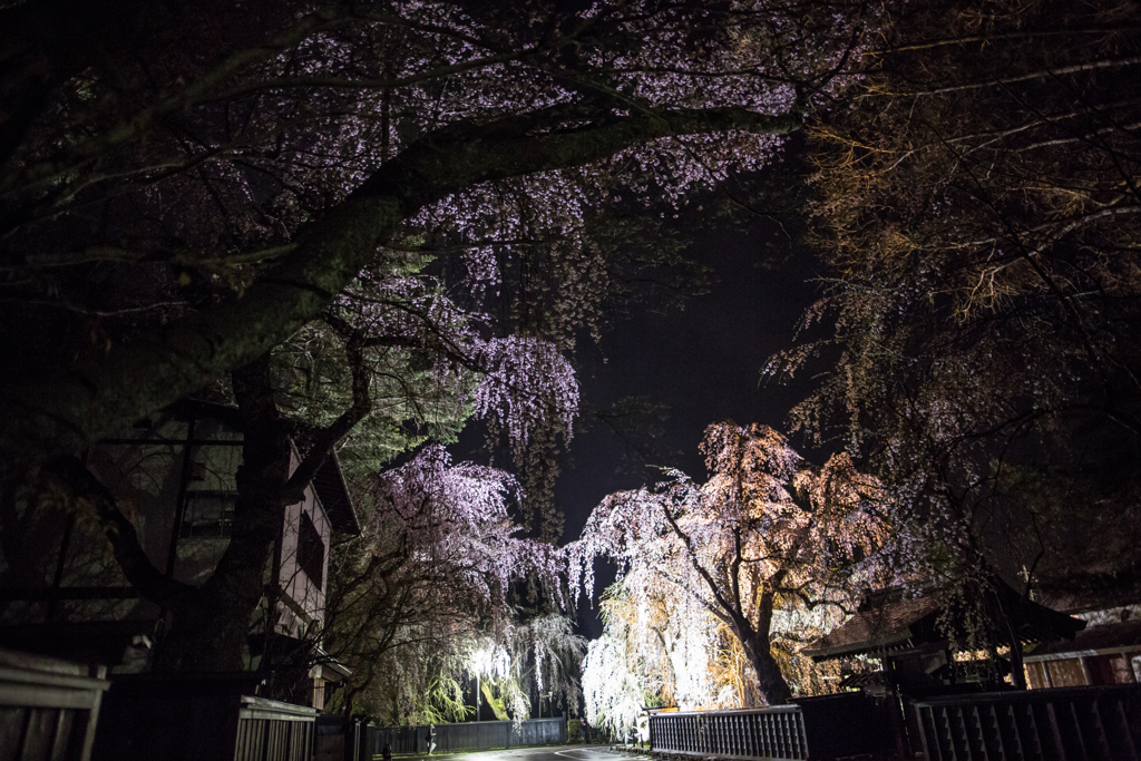 Samurai cherry tree