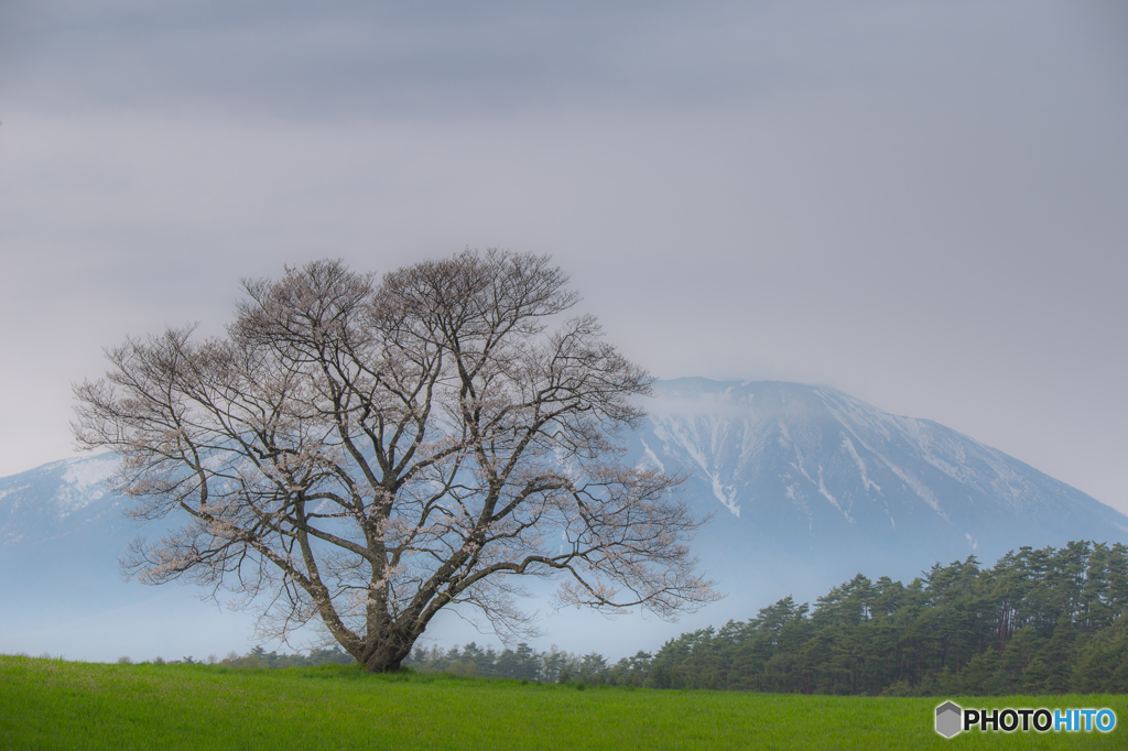 One cherry tree