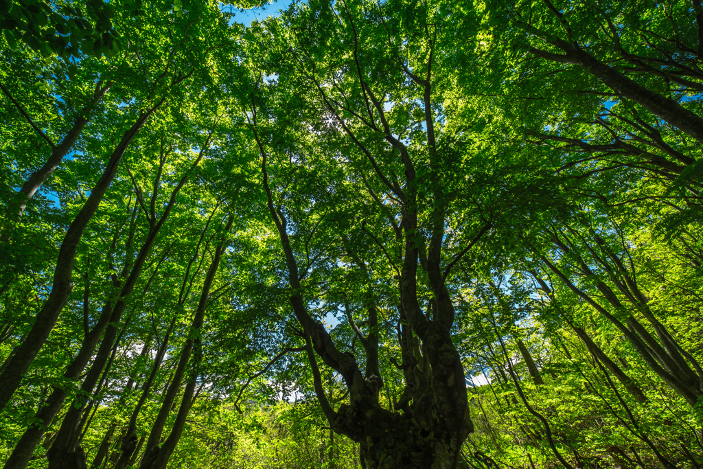 Beech forest