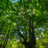 Beech forest