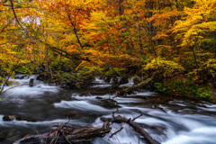 Autumn mountain stream