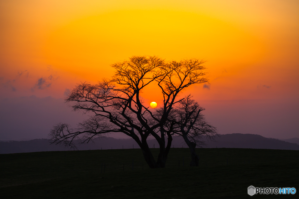 Morning cherry tree