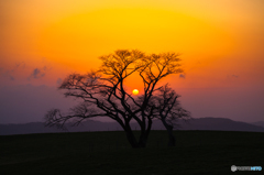 Morning cherry tree