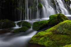 Green ⅿoss 