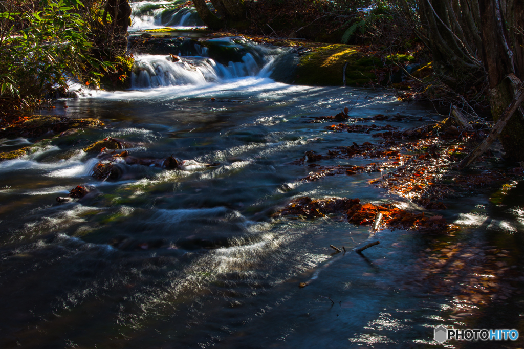 Moss paradise 