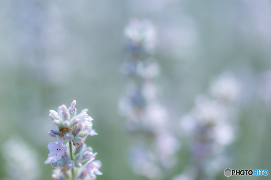 Lavender ～ 美郷雪華
