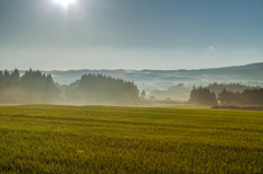 Morning of the crop