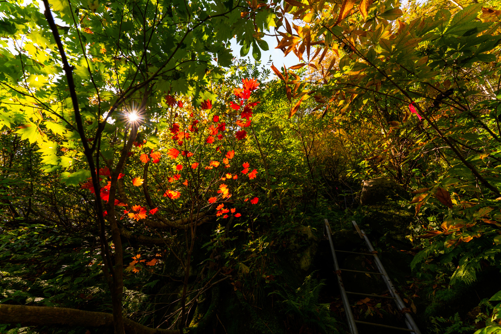 Red leaves