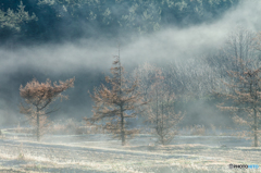 Morning mist ~ Toushi