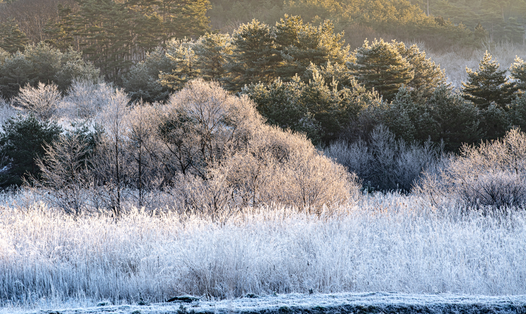 Frost