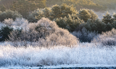 Frost