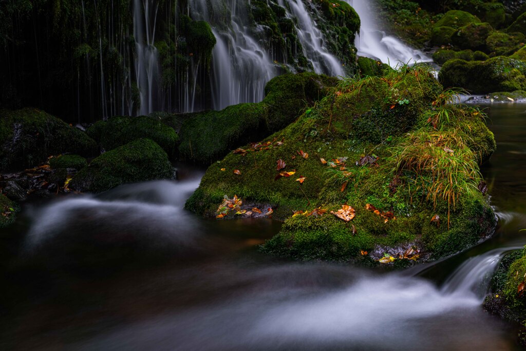 Moss and dead leaves