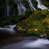 Moss and dead leaves