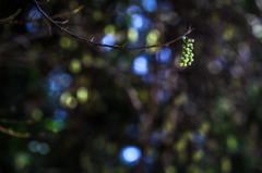 Spring light