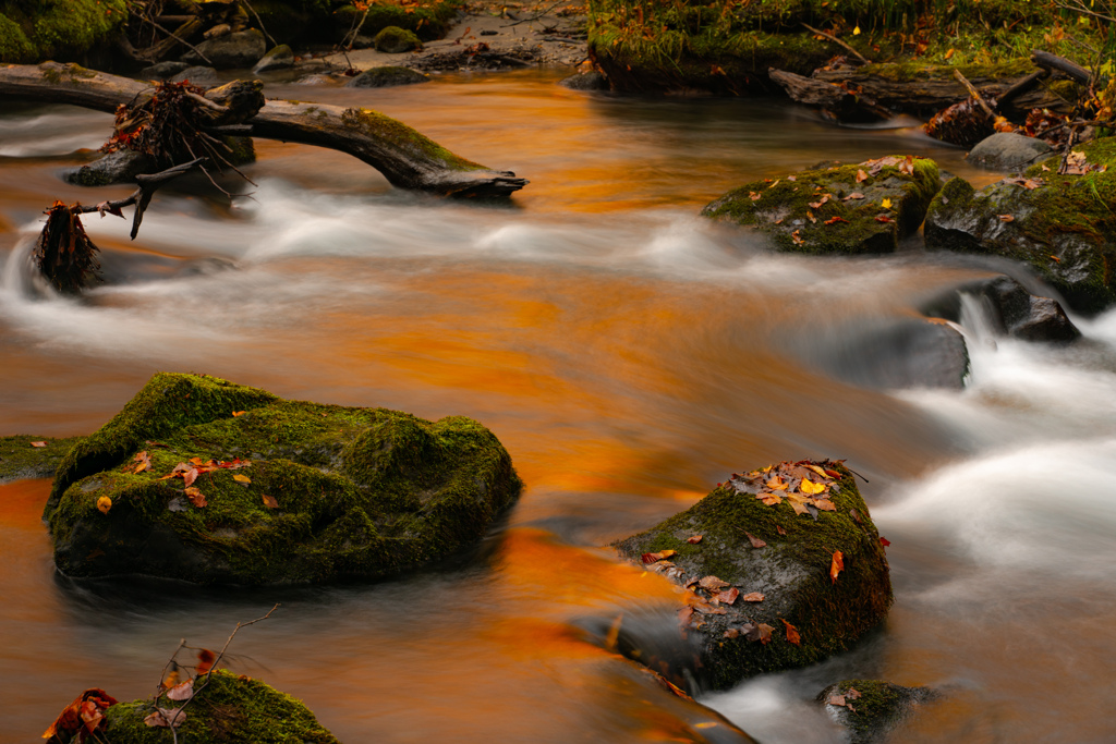 Autumn color